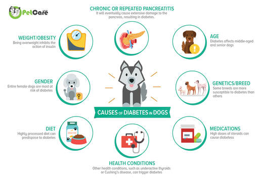 how does diabetes affect a dog