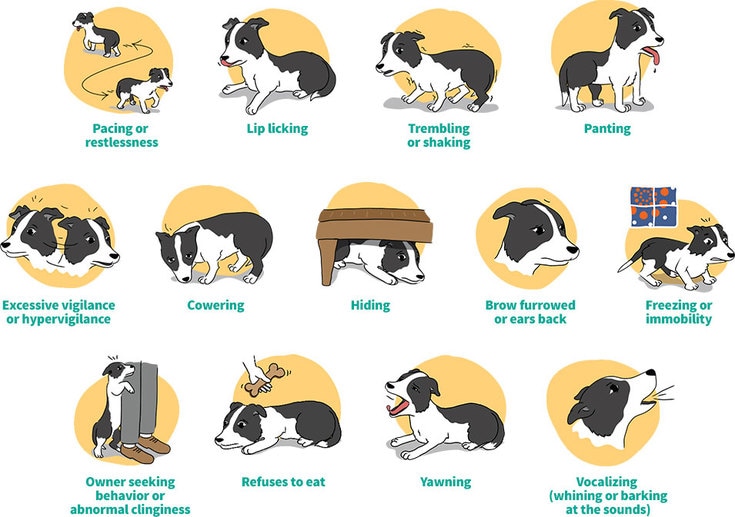 soothing sounds for dogs during storms
